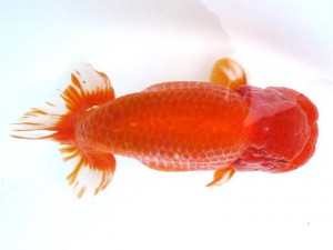 日本らんちう協会　第65回愛魚会品評大会 取締二　目黒康弘　足立区