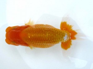 日本らんちう協会　第65回愛魚会品評大会 東大関　佐倉正信　市川市