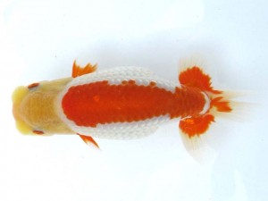 日本らんちう協会　第65回愛魚会品評大会 西大関　諏訪戸則之　渋谷区