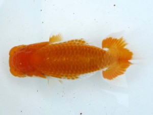 日本らんちう協会　第65回愛魚会品評大会 立行司　大屋智照　市川市