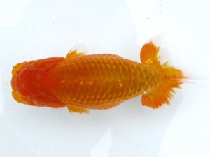 日本らんちう協会　第65回愛魚会品評大会 取締一　三宅雅也　台東区