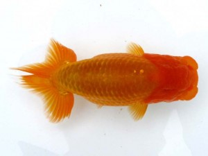 日本らんちう協会　第65回愛魚会品評大会 取締二　鳴海 満　横浜市