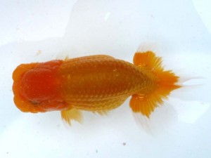 日本らんちう協会　第65回愛魚会品評大会 東大関　渡谷卓司　墨田区