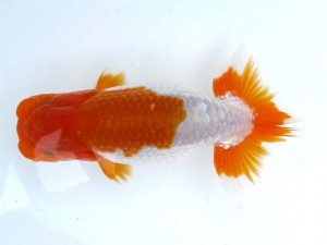 日本らんちう協会　第65回愛魚会品評大会 立行司　渡谷卓司　墨田区