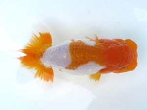 日本らんちう協会　第65回愛魚会品評大会 取締一　石松冨夫　足立区