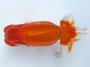 足柄らんちう会 東大関　安田英一　川崎市