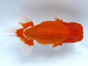 足柄らんちう会 西大関　大熊正人　岡山県