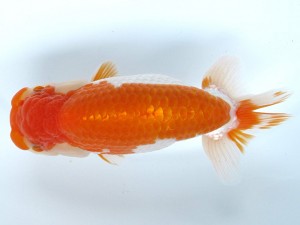 足柄らんちう会 立行司　司馬秀樹　岡山県