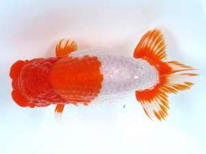 足柄らんちう会 取締一　櫻井　彰　藤沢市