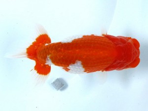 足柄らんちう会 取締二　櫻井　彰　藤沢市