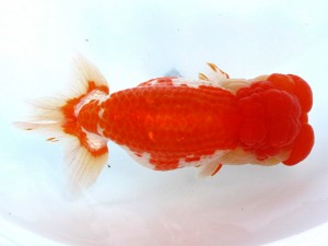 足柄らんちう会 東大関　櫻井　彰　藤沢市