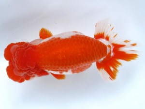 足柄らんちう会 西大関　加藤弘志　岡山県