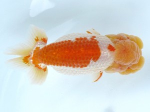 足柄らんちう会 取締一　栃谷義寛　藤沢市