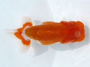 足柄らんちう会 東大関　竹之内博幸　茅ヶ崎市