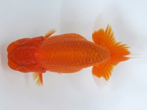 足柄らんちう会 西大関　大熊正人　岡山県