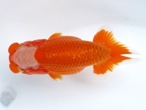 足柄らんちう会 立行司　大熊正人　岡山県