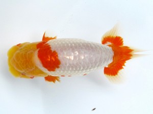 足柄らんちう会 取締一　羽鳥容平　藤沢市