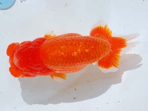 第21回観栄らんちう会品評大会 東大関　山田重夫　愛西市