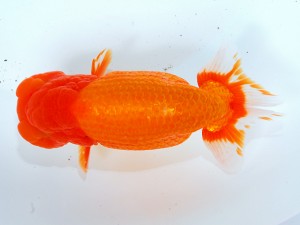 第21回観栄らんちう会品評大会 西大関　野見山勢次郎　名古屋市