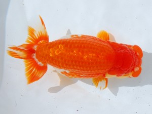 第21回観栄らんちう会品評大会 立行司　林　万貴　志摩市