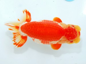 第21回観栄らんちう会品評大会 取締二　野見山勢次郎　名古屋市