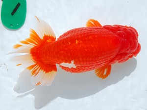 第21回観栄らんちう会品評大会 東大関　立松大介　津島市