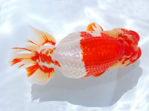 第21回観栄らんちう会品評大会 西大関　立松大介　津島市