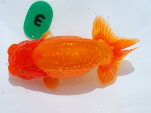 第21回観栄らんちう会品評大会 立行司　近藤憲正　あま市