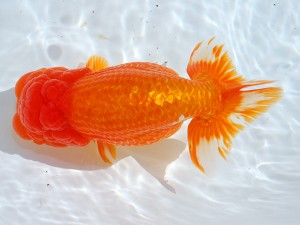 第21回観栄らんちう会品評大会 取締一　林　万貴　志摩市