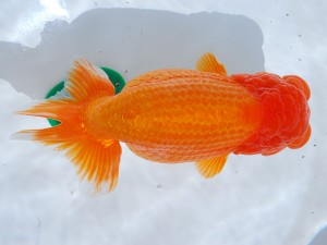 第21回観栄らんちう会品評大会 取締二　杉江拓郎　岐阜市