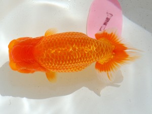 第21回観栄らんちう会品評大会 東大関　井上廣太　常滑市