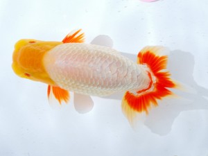 第21回観栄らんちう会品評大会 西大関　伊藤信男　津市