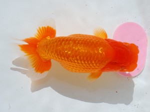 第21回観栄らんちう会品評大会 立行司　井上廣太　常滑市