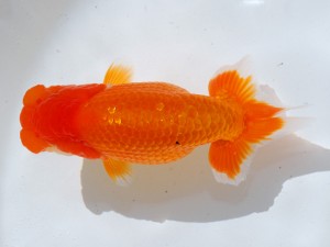 第21回観栄らんちう会品評大会 取締一　古川賢二　常滑市