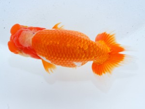 第21回観栄らんちう会品評大会 取締二　伊東俊久　鈴鹿市