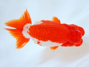 第21回観栄らんちう会品評大会 東大関 渡辺秀勝 第21回観栄らんちう会品評大会 東大関 渡辺秀勝