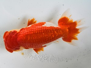 第21回観栄らんちう会品評大会 東大関 藤田昌孝 養老 第21回観栄らんちう会品評大会 東大関 藤田昌孝 養老