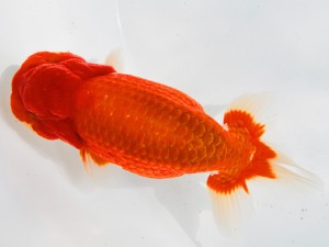 第21回観栄らんちう会品評大会 西大関 東野 晃 岐阜 第21回観栄らんちう会品評大会 西大関 東野 晃 岐阜