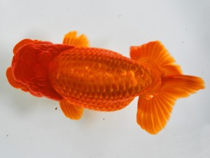 第21回観栄らんちう会品評大会 立行司 鎌田芳男 稲沢 第21回観栄らんちう会品評大会 立行司 鎌田芳男 稲沢