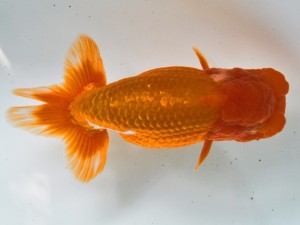 第21回観栄らんちう会品評大会 取締一 松井幸雄 大垣 第21回観栄らんちう会品評大会 取締一 松井幸雄 大垣