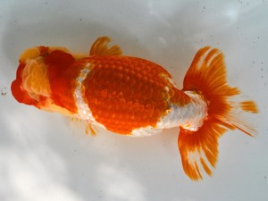 第21回観栄らんちう会品評大会 取締二 伊藤勝敏 津島 第21回観栄らんちう会品評大会 取締二 伊藤勝敏 津島