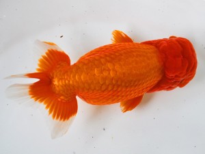 第21回観栄らんちう会品評大会 東大関 伊藤勝敏 津島 第21回観栄らんちう会品評大会 東大関 伊藤勝敏 津島