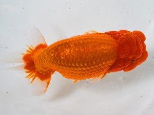 第21回観栄らんちう会品評大会 西大関 松井幸雄 大垣 第21回観栄らんちう会品評大会 西大関 松井幸雄 大垣