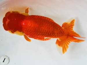 第21回観栄らんちう会品評大会 立行司 真子満義 津島 第21回観栄らんちう会品評大会 立行司 真子満義 津島