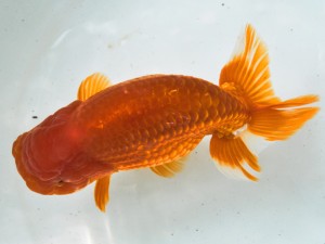 第21回観栄らんちう会品評大会 取締二 加藤誠光 美濃 第21回観栄らんちう会品評大会 取締二 加藤誠光 美濃