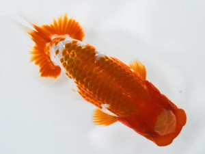 第21回観栄らんちう会品評大会 東大関 後藤邦彦 羽島 第21回観栄らんちう会品評大会 東大関 後藤邦彦 羽島