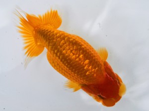 第21回観栄らんちう会品評大会 西大関 野村正一 大垣 第21回観栄らんちう会品評大会 西大関 野村正一 大垣