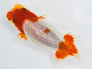 第21回観栄らんちう会品評大会 立行司 浅野幸生 岐阜 第21回観栄らんちう会品評大会 立行司 浅野幸生 岐阜