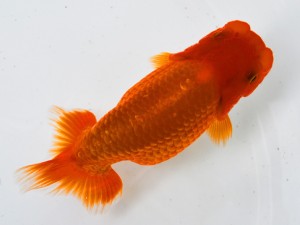 第21回観栄らんちう会品評大会 取締一 鎌田芳男 稲沢 第21回観栄らんちう会品評大会 取締一 鎌田芳男 稲沢