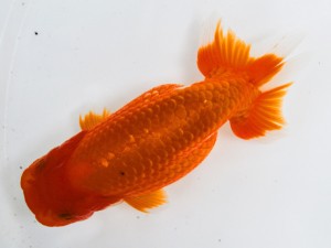 第21回観栄らんちう会品評大会 取締二 鎌田芳男 稲沢 第21回観栄らんちう会品評大会 取締二 鎌田芳男 稲沢